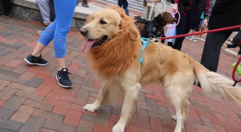 Dog dressed up in a lion costume for Strut Your Mutt