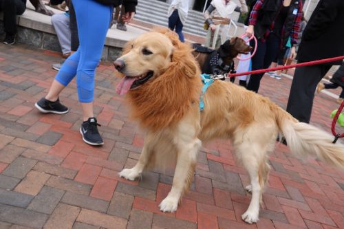 Strut Your Mutt Dog in Lion Costume Halloween 960x640 Dog dressed up in a lion costume for Strut Your Mutt